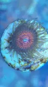 [TodoMarino.com] Vendo pack zoas - Sevilla