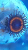 [TodoMarino.com] Vendo pack zoas - Sevilla