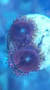 [TodoMarino.com] Vendo pack zoas - Sevilla