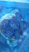 [TodoMarino.com] Vendo pack zoas - Sevilla