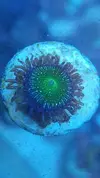 [TodoMarino.com] Vendo pack zoas - Sevilla