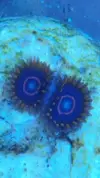 [TodoMarino.com] Vendo pack zoas - Sevilla