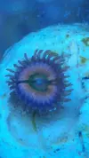 [TodoMarino.com] Vendo pack zoas - Sevilla