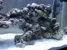 [TodoMarino.com] Mi nuevo marino 200L