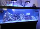 [TodoMarino.com] Buenas , Soy nuevo en el tema acuario mario .