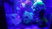 0 Db Reef