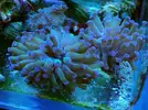 [TodoMarino.com] Esquejes variados (montiporas plato, digi, confusa, zoanthus, favites...) se envia - Cordoba