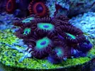[TodoMarino.com] Esquejes variados (montiporas plato, digi, confusa, zoanthus, favites...) se envia - Cordoba