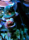 [TodoMarino.com] Esquejes variados (montiporas plato, digi, confusa, zoanthus, favites...) se envia - Cordoba