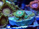 [TodoMarino.com] Esquejes variados (montiporas plato, digi, confusa, zoanthus, favites...) se envia - Cordoba