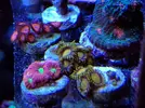 [TodoMarino.com] Esquejes variados (montiporas plato, digi, confusa, zoanthus, favites...) se envia - Cordoba