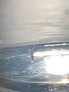 [TodoMarino.com] "Babosa" con pelos naranjas en el lomo