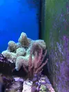 [TodoMarino.com] Cambio corales por peces u otros corales /Madrid