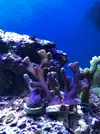 [TodoMarino.com] Cambio corales por peces u otros corales /Madrid