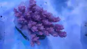 [TodoMarino.com] Nuevos animales disponibles en Rock&Reef