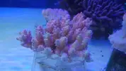 [TodoMarino.com] Nuevos animales disponibles en Rock&Reef