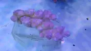 [TodoMarino.com] Nuevos animales disponibles en Rock&Reef