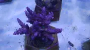 [TodoMarino.com] Nuevos animales disponibles en Rock&Reef