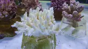 [TodoMarino.com] Nuevos animales disponibles en Rock&Reef