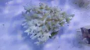 [TodoMarino.com] Nuevos animales disponibles en Rock&Reef