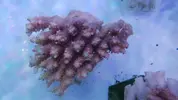 [TodoMarino.com] Nuevos animales disponibles en Rock&Reef