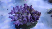 [TodoMarino.com] Nuevos animales disponibles en Rock&Reef