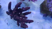 [TodoMarino.com] Nuevos animales disponibles en Rock&Reef