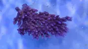 [TodoMarino.com] Nuevos animales disponibles en Rock&Reef