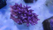 [TodoMarino.com] Nuevos animales disponibles en Rock&Reef