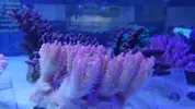 [TodoMarino.com] Nuevos animales disponibles en Rock&Reef
