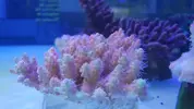 [TodoMarino.com] Nuevos animales disponibles en Rock&Reef