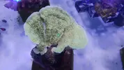 [TodoMarino.com] Nuevos animales disponibles en Rock&Reef