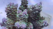 [TodoMarino.com] Nuevos animales disponibles en Rock&Reef