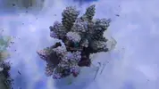 [TodoMarino.com] Nuevos animales disponibles en Rock&Reef