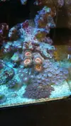 [TodoMarino.com] REBAJAS  Zoanthus envio - Asturias