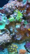 [TodoMarino.com] REBAJAS  Zoanthus envio - Asturias