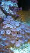 [TodoMarino.com] REBAJAS  Zoanthus envio - Asturias
