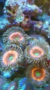 [TodoMarino.com] REBAJAS  Zoanthus envio - Asturias