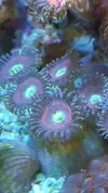 [TodoMarino.com] REBAJAS  Zoanthus envio - Asturias