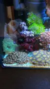 [TodoMarino.com] REBAJAS  Zoanthus envio - Asturias