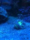 [TodoMarino.com] Vendo dunca hawaineyensi y danicorni regalo - Malaga