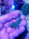 [TodoMarino.com] Lote de esquejes Acropora - Pontevedra