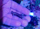 [TodoMarino.com] Lote de esquejes Acropora - Pontevedra