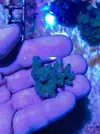 [TodoMarino.com] Lote de esquejes Acropora - Pontevedra