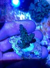 [TodoMarino.com] Lote de esquejes Acropora - Pontevedra