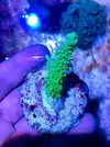 [TodoMarino.com] Lote de esquejes Acropora - Pontevedra