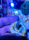 [TodoMarino.com] Lote de esquejes Acropora - Pontevedra