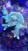 [TodoMarino.com] PIEZA PORITES - Madrid