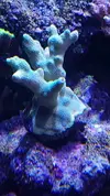 [TodoMarino.com] PIEZA PORITES - Madrid