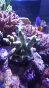 [TodoMarino.com] PIEZA PORITES - Madrid